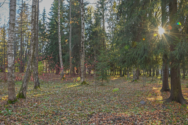 The shadows of the trees at sunset - Fotoğraf, Görsel