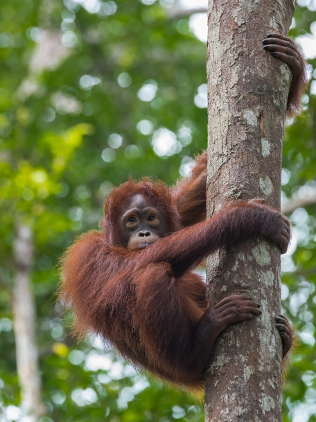 Cute teen orangutan grabbed the tree and looks away (Kumai, Indonesia) - 写真・画像