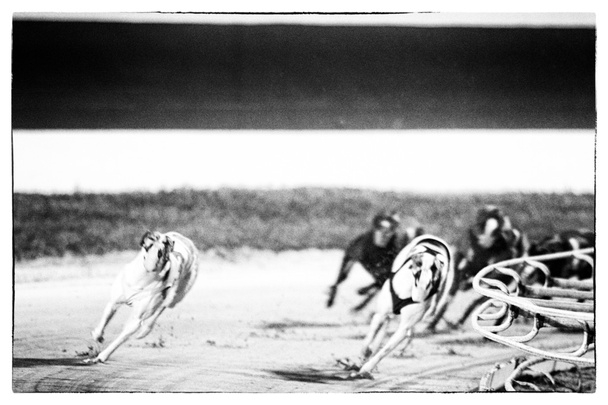 Dogs race - Photo, Image