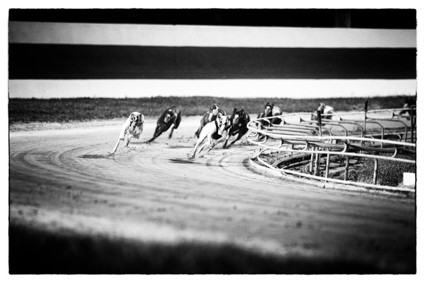 Собачьи гонки
 - Фото, изображение