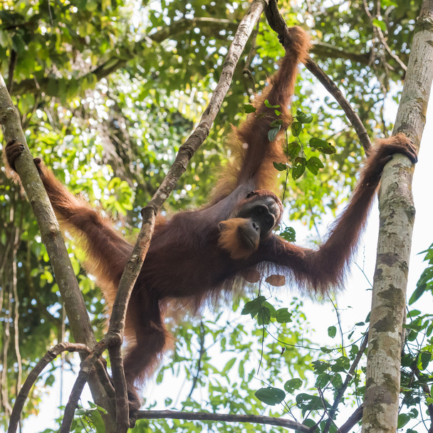 Adulto peludo orangután mueve las ramas (Bohorok, Indonesia
) - Foto, Imagen