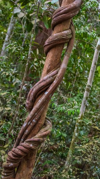 Тонкая древесина окружает другую в чаще всего джунглях (Богорок, Индонезия)
) - Фото, изображение
