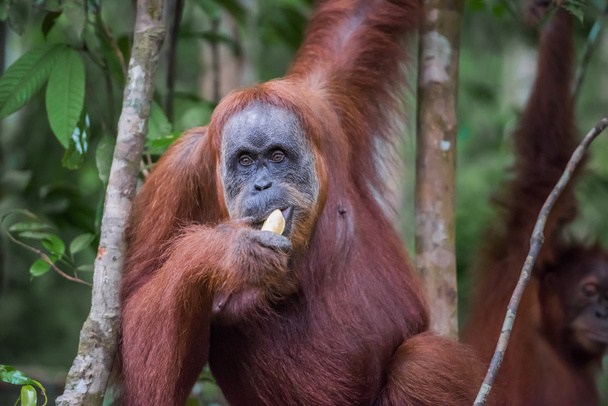 Közeli kép: egy felnőtt orángután eszik egy banánt (Bohorok, Indonézia) - Fotó, kép