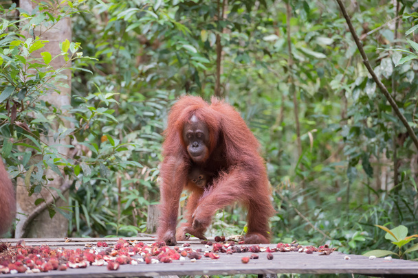 Agile orangutan came rambutanom dine on a platform (Kumai, Indonesia) - 写真・画像