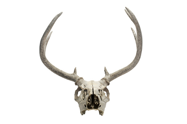 Old deer skull - Photo, Image