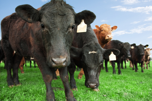 rundvlees vee op boerderij - Foto, afbeelding