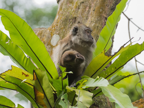 Äiti ja vauva cynomolgus apinoita istuu vihreät lehdet, ja lapsi katselee kameraa
 - Valokuva, kuva