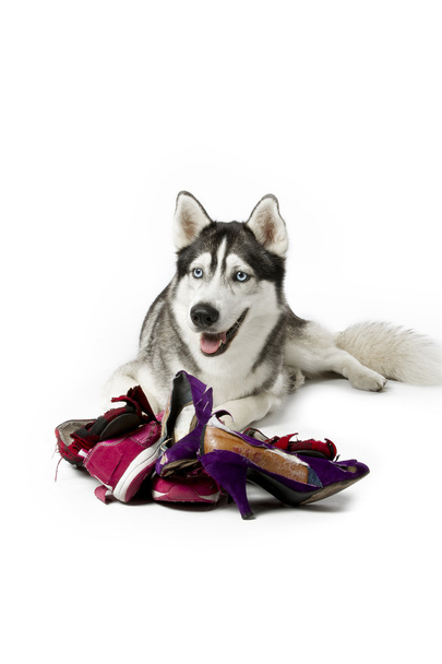 husky sibérien avec des chaussures déchirées pour femmes
 - Photo, image