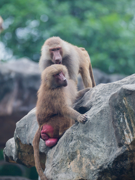 Два пушистых бабуина сидят на камне в Сингапурском зоопарке
 - Фото, изображение