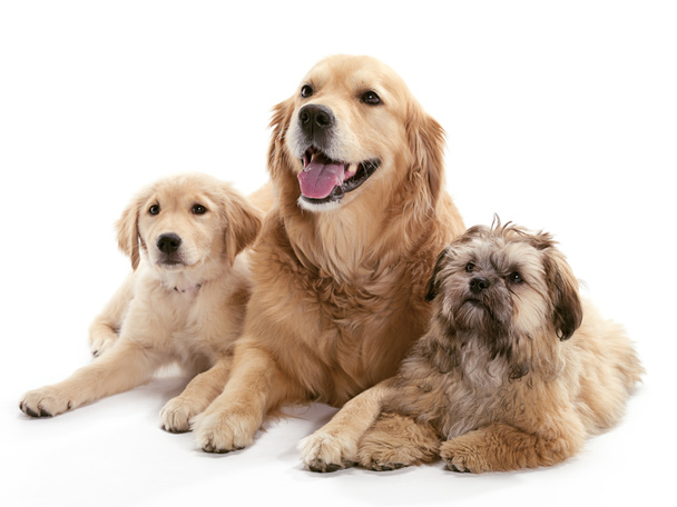 τρία σκυλιά - Φωτογραφία, εικόνα