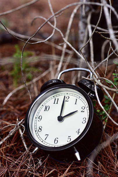 alarm clock in the forest in autumn - Photo, Image