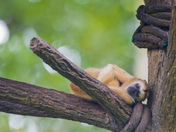 Cute spider monkey sleeps on a tree branch in Singapore Zoo - Photo, Image