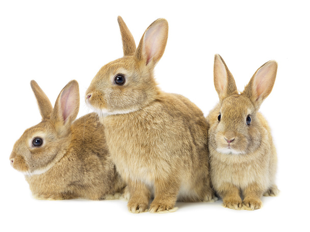 Three brown rabbits - Photo, Image