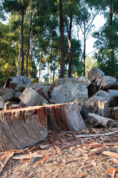 stapel van gesneden brandhout in bos wissen - Foto, afbeelding