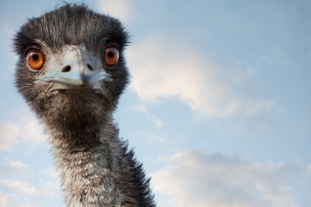 Close-up van de EMU - Foto, afbeelding