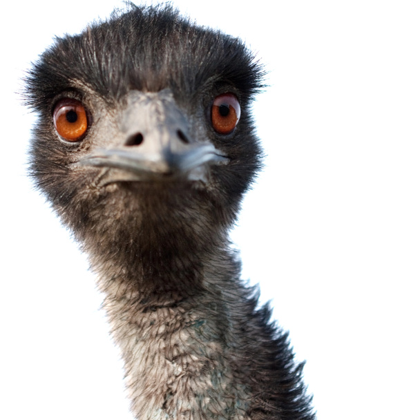 Emu closeup - Photo, Image