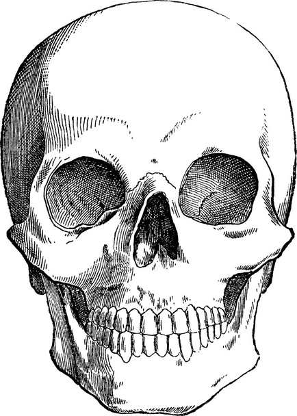 Vintage image human skull - Foto, afbeelding