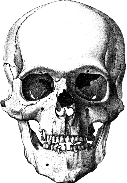 Vintage image human skull - Photo, Image