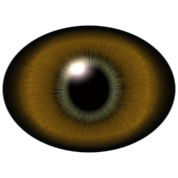 Ящірське око. Ізольоване коричневе еліптичне око. Велике око з смугастим райдужкою
  - Фото, зображення