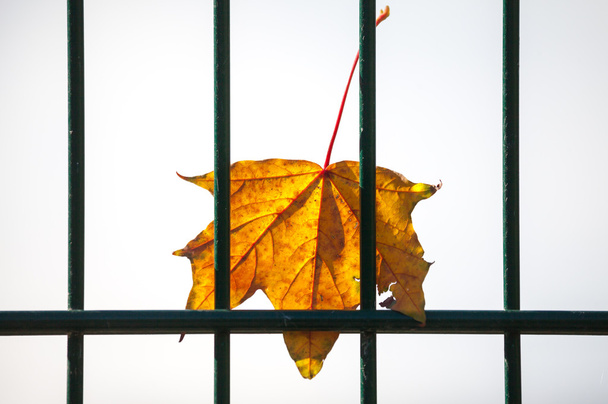maple leaf behind a green fence - Foto, afbeelding