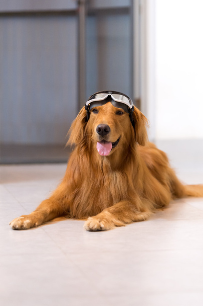 Golden retrievers wearing goggles - Photo, Image