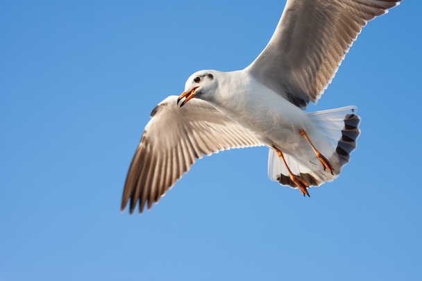 Pássaro voador transporta comida na boca
. - Foto, Imagem
