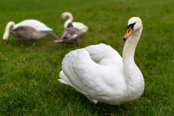 Swan rodinné procházky - Fotografie, Obrázek