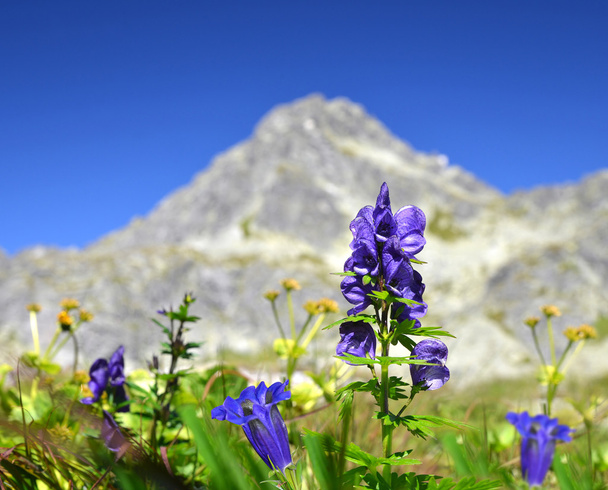 Blumen auf der Bergwiese - Foto, Bild