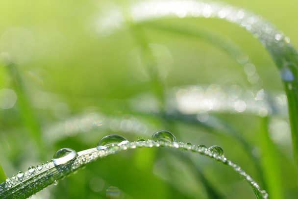 Fresh green grass with dew drops  - Photo, Image