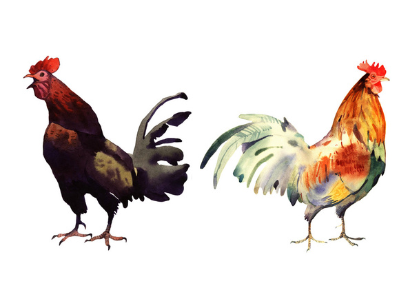 acuarela polla ilustración
 - Foto, imagen