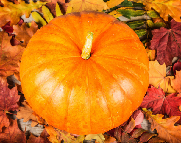 Pumpkins and colorful autumn leaves - Фото, изображение