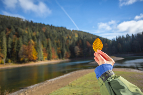 žlutý podzimní list v ruce - Fotografie, Obrázek