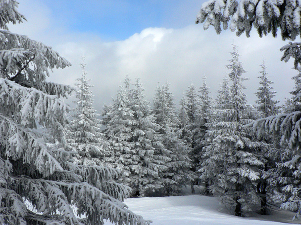 Foresta invernale - Foto, immagini