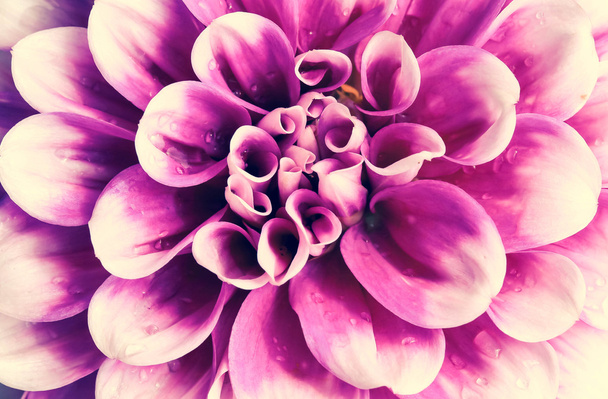 Primer plano de rosa y púrpura flor Aster
  - Foto, imagen