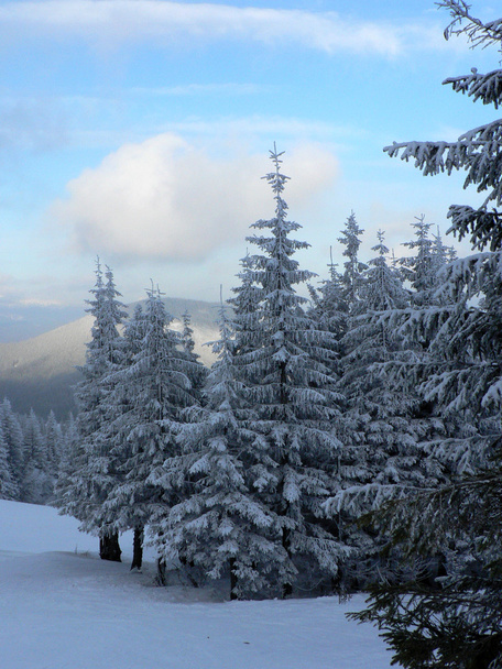 冬の森 - 写真・画像