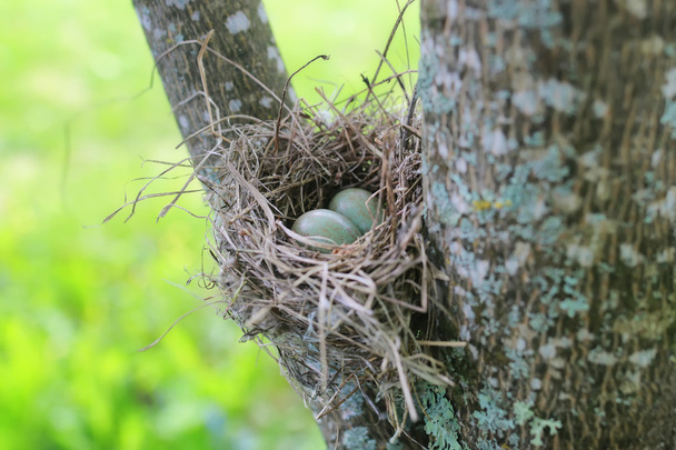 het nest van de vogel in de natuur - Foto, afbeelding