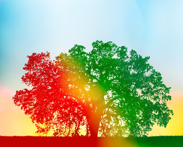 Colorful Oak Tree - Φωτογραφία, εικόνα