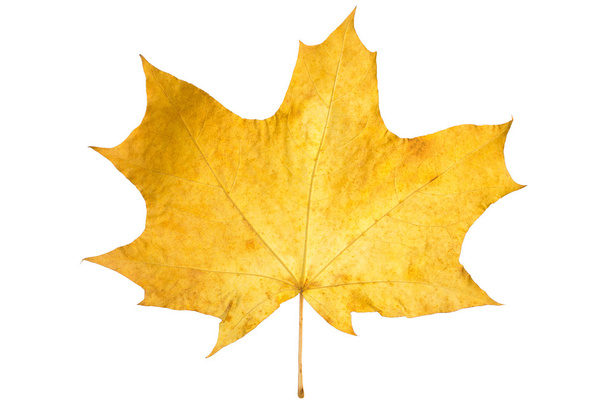 Orange maple leaf isolated on white. Autumn dry leaf. - Photo, Image