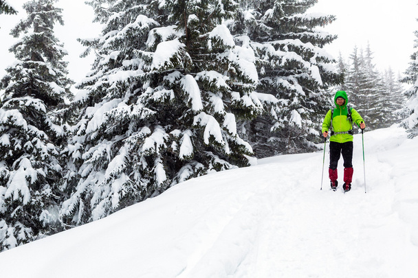 Caminante de invierno en bosques nevados blancos trekking con bastones de senderismo un
 - Foto, imagen