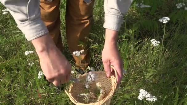 Herbalist escolhendo yarrow em cesta de vime, 4K
 - Filmagem, Vídeo