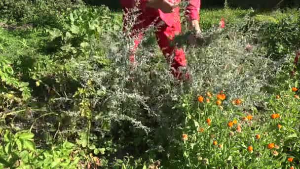Ogrodnik, zbieranie medycznych absinth piołun, 4k - Materiał filmowy, wideo