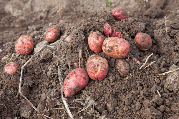 první sklizně organicky pěstované brambory - Fotografie, Obrázek