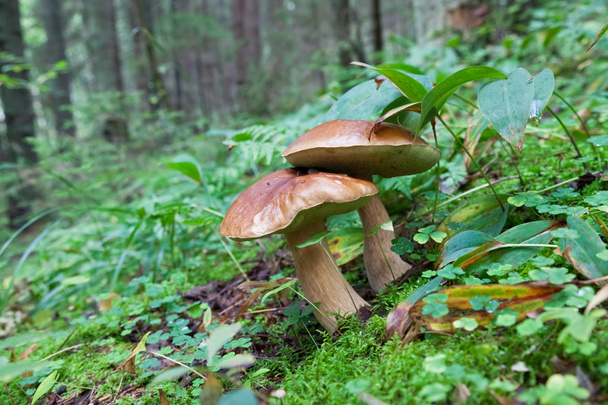 champignons forestiers dans l'herbe - Photo, image
