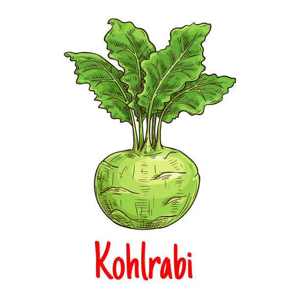 Koolrabi groente met groene bladeren schets - Vector, afbeelding