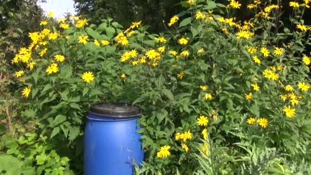 Δοχείο πλαστικό οργανικό λίπασμα στον κήπο - Πλάνα, βίντεο