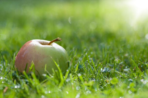 Одиночне зелене яблуко на траві
 - Фото, зображення
