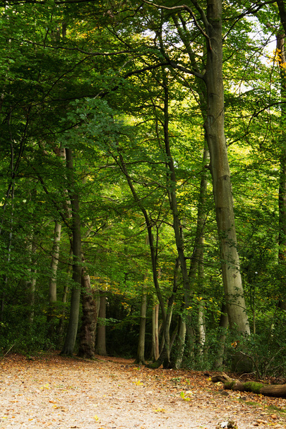 Woodland scene at the start of autumn - Fotó, kép