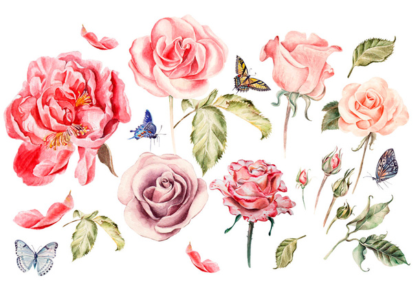 Aquarell Set mit verschiedenen Rosen.  - Foto, Bild