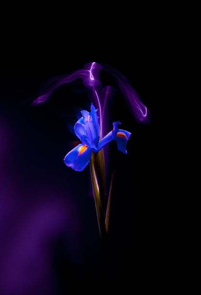 flower on a dark background - Photo, image