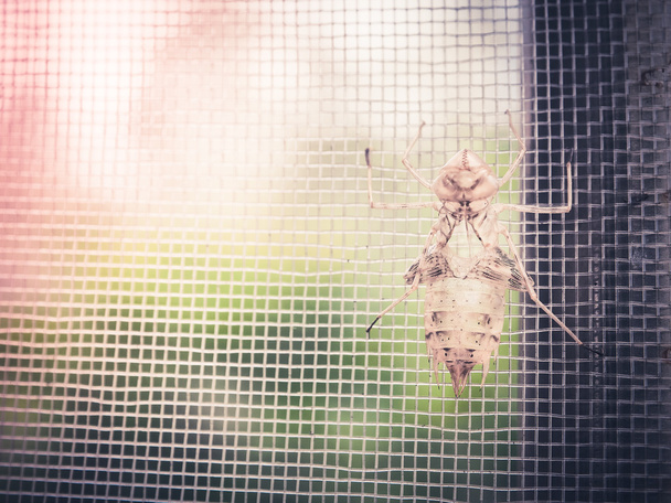 leere Zikadenschale oder Hülle von mauserten Zikadeninsekten - Foto, Bild
